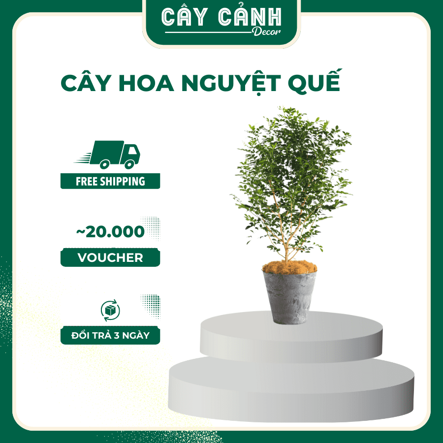 Cây Hoa Nguyệt Quế